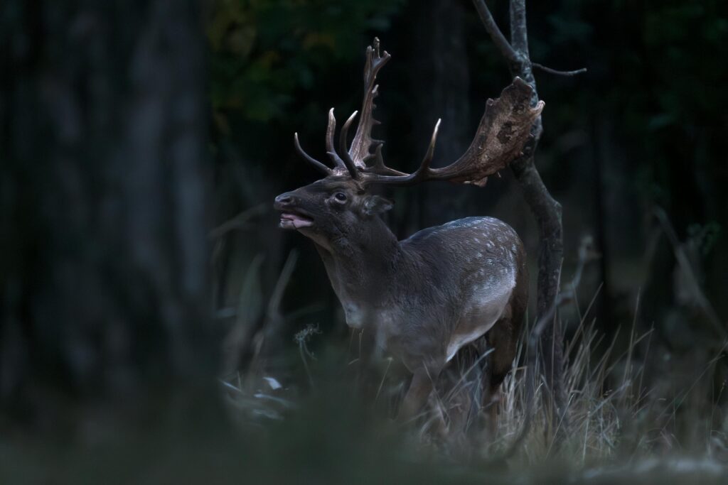 なぜデータ可視化にストーリー(物語)が重要なのか? Majestic deer with antlers standing in a dark forest capturing the essence of wildlife.
